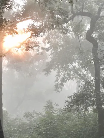 The sun breaks through the misty trees in the nearby wildlife sanctuary. Our location offers easy access to explore the region's rich biodiversity on your days off.