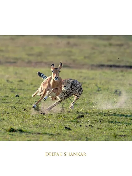 A symphony of speed and grace. This is the moment that defines the cheetah.