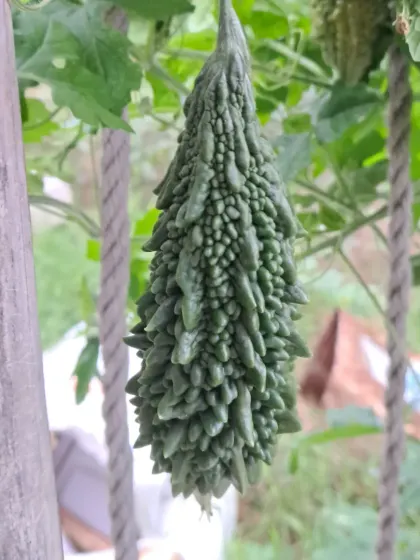 Another view of a healthy bitter gourd, or karela, on the vine. Notice the deep green color and texture, a sign of a well-nourished plant.