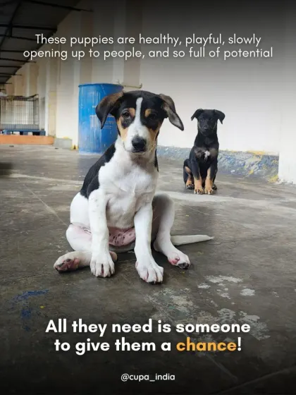 These puppies are healthy, playful, and full of potential. All they need is someone to give them a chance to grow up in a loving home instead of on the unpredictable streets.