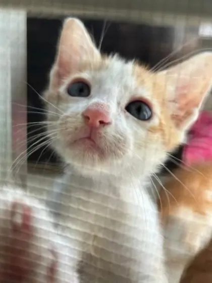 Reaching out for a new life. This 2 month old kitten is part of a litter of four that needs to be adopted.