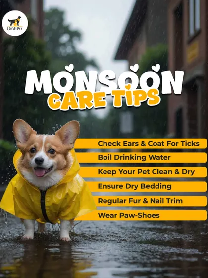 Monsoon season requires extra care. This corgi in a raincoat is here to remind you to check for ticks, keep bedding dry, and consider paw-shoes for muddy walks.
