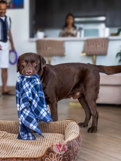 A chocolate lab proudly carrying his favorite blanket. At-home sessions allow us to include the toys and comfort items that are part of your pet's daily life.