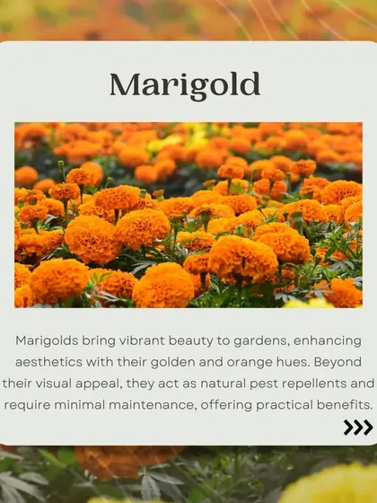 Marigolds are a wonderful addition to any garden, especially in winter. Their bright orange and golden hues bring warmth and color, and they also act as natural pest repellents, making them both beautiful and practical.