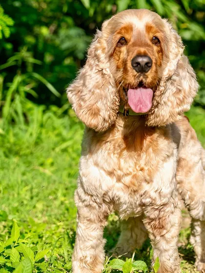 A handsome Cocker Spaniel posing in the sun. The bright, natural light brings out the beautiful colors in his coat.