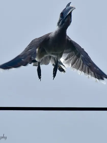 An Indian Grey Hornbill taking flight. This shot captures the upward thrust of its wings and the feeling of freedom as it heads into the weekend.