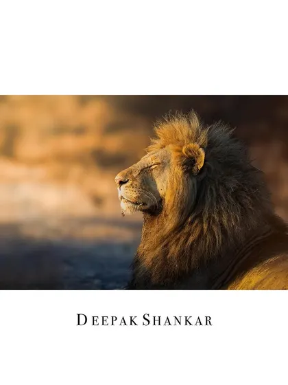 This fine art print is all about warmth and tranquility. The golden light on the lion's mane creates a beautiful, painterly effect that will bring a sense of peace to any room.