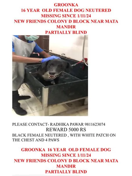A formal missing poster for Groonka, a 16-year-old, partially blind female dog. The poster details her identifying marks, including a white patch on her chest, to aid in the search.