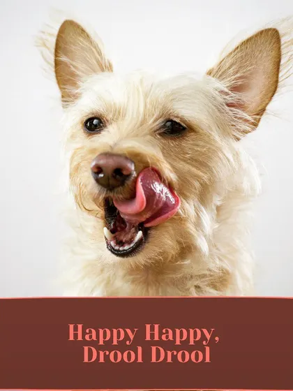 That "happy happy, drool drool" look is what I aim for with every meal. A dog licking its lips is the best review a chef can get.