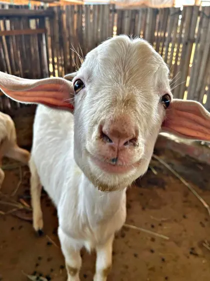 A close-up portrait of an adorable white baby goat, looking right at the camera.