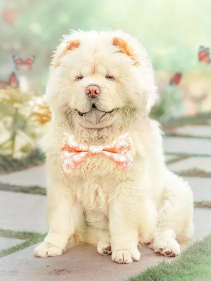 A full portrait of the Chow Chow, looking serene and sweet with a cute bow tie.