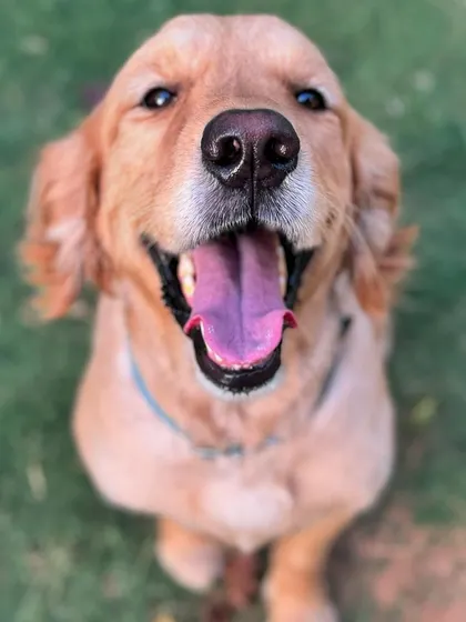 The happy face of Zorro. His progress is a testament to his family's dedication and our consistent training methods.