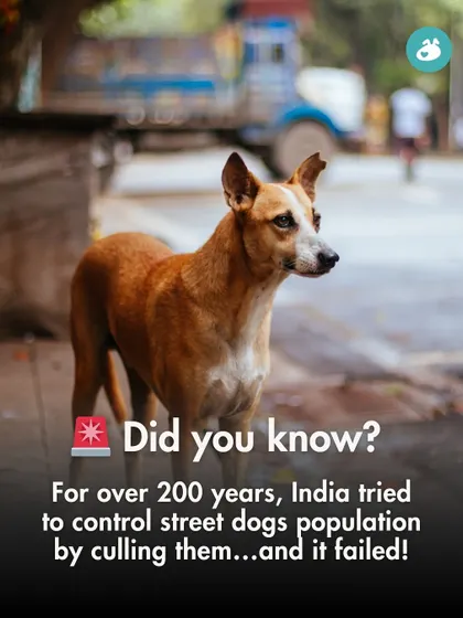 Did you know that for over 200 years, India tried to control its street dog population by culling, and it failed? This fact highlights why the shift to the scientific ABC method was so crucial.