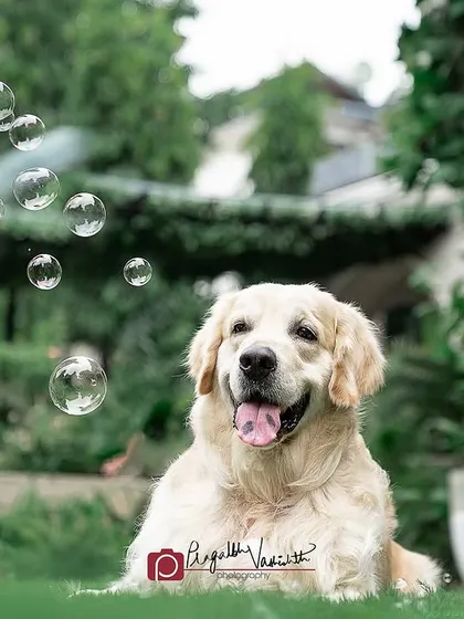 Leo enjoying a magical bubble session in his backyard. Outdoor settings provide a beautiful, natural backdrop for fun and creative photo ideas.