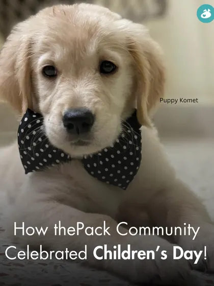How our Pack Community celebrated Children's Day. We asked our members to share photos of their dogs as puppies, and the response was a cuteness overload.