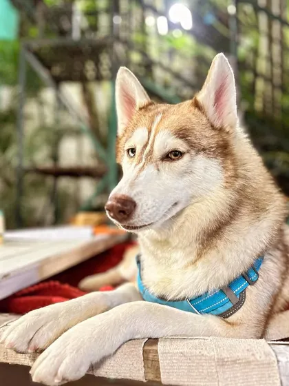 A stunning portrait of Luna, the adopted Husky. Her resilience is an inspiration.