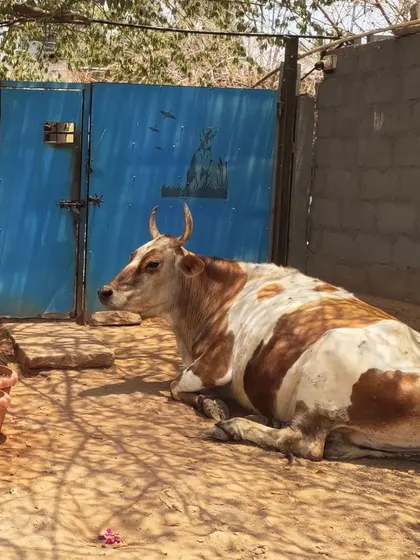 Marley the bull relaxing in the sun. He has his own space here where he can rest peacefully.