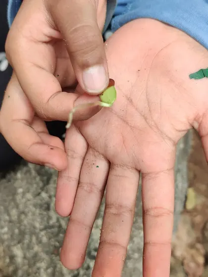 A tiny seed, found in the park, has already begun to sprout in a child's hand. This is a powerful, tangible lesson about the persistence of life.