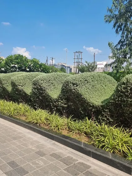 This beautifully sculpted, wave-like hedge demonstrates what's possible with the right plants and expertise. I can supply the high-quality shrubs needed to create stunning, living features like this for your property.