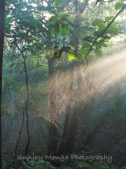 For two years, I searched for this exact frame: a powerful beam of morning sun slicing through the jungle to illuminate a spider's web. In October 1996, I finally found it. This image, with its shadows and gleams, represents the soul of Mumbai’s peerless wilderness.