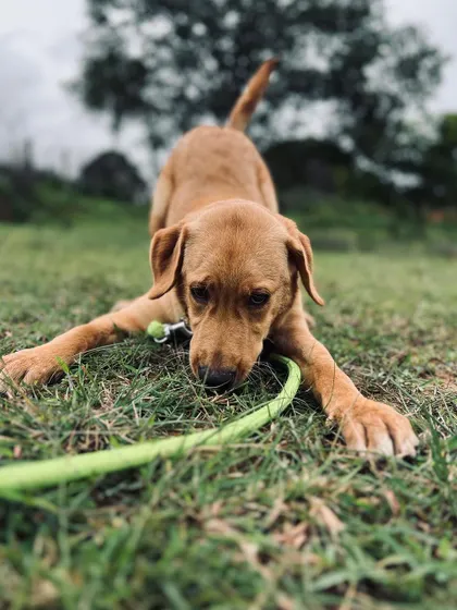 Lyka in a playful bow, ready to pounce on her green leash. She is a typical energetic puppy who gets along very well with other dogs and people.
