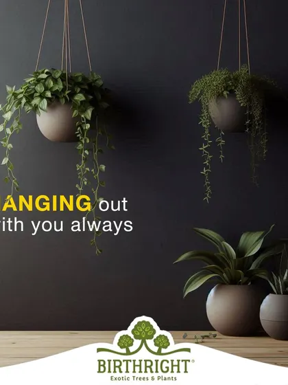 Like good friends, these hanging plants are always there to hang out with you. They are a perfect gift to celebrate a lasting bond.