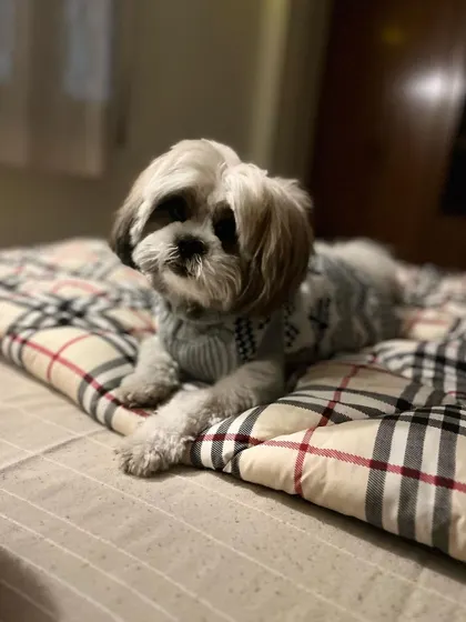 Bambi the Shih Tzu, all cozy in his sweater and ready for a nap on a comfy duvet. I make sure every dog feels warm, safe, and loved during their stay.