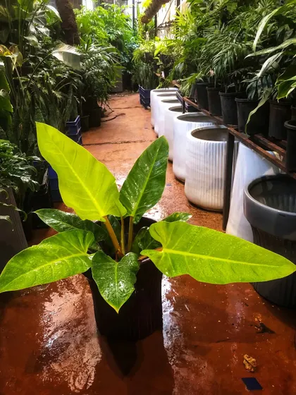 Add a pop of lime to your indoor garden with the gorgeous Philodendron Melinonii Gold. Its bright, golden-green leaves are perfect for adding color to a shady spot.