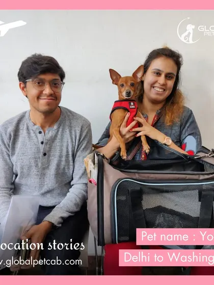 Yoda, a tiny Chihuahua, is ready to fly in the cabin with his owners from Delhi to Washington. We help prepare all necessary documents for in-cabin pet travel.