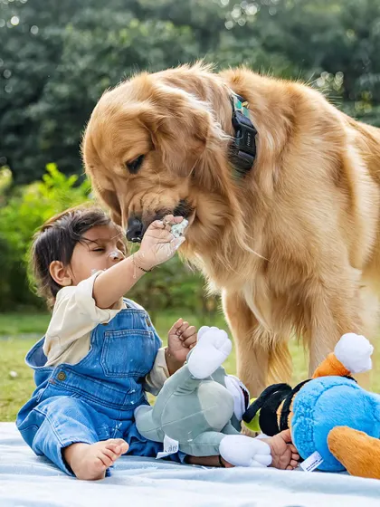 A shared moment of sweetness during Aariv's first birthday cake smash. Ollie the Golden Retriever gets a taste of frosting right from Aariv's hand, a perfect symbol of their bond.