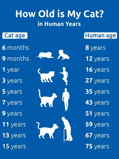 How old is your cat in human years? This chart provides a quick conversion, showing that a 1-year-old cat is like a 16-year-old teenager, and a 15-year-old cat is a wise 75-year-old senior.