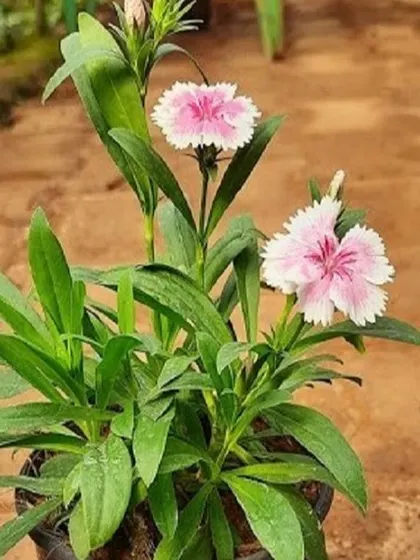 A lovely Dianthus plant with delicate pink and white flowers. We offer a selection of flowering plants that can add a splash of color to your home or garden.