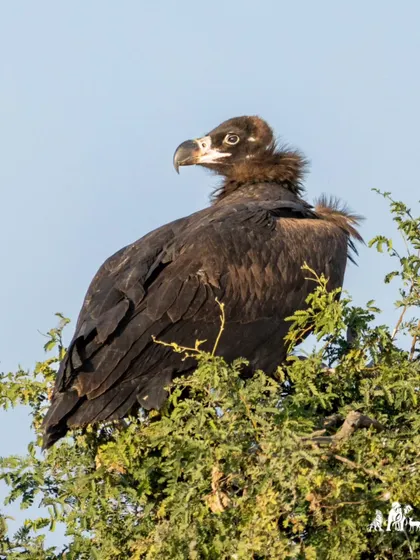 A Cinereous Vulture, one of the largest and heaviest birds of prey in the world. This magnificent bird is a winter migrant to parts of India.