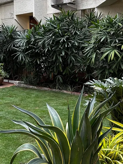 The finished lawn at the Taneira store, bordered by a dense hedge of Rhapis palms and a large Agave plant in the foreground. The result is a lush, green, and well-defined landscape.