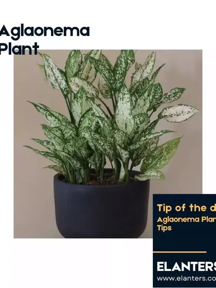 The Aglaonema, or Chinese Evergreen, is a beautiful and forgiving plant. Follow my tips to keep its foliage vibrant and healthy.
