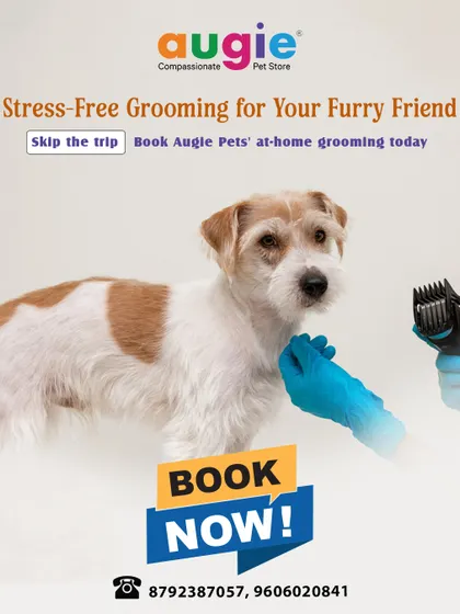 Why deal with the stress of car rides and waiting rooms? We bring the professional grooming experience right to your home. It's the perfect solution for anxious pets or busy pet parents in Bangalore.
