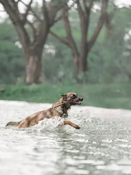 Floyd the Belgian Malinois in his element, retrieving a stick from the water. Action shots like this capture the power and grace of working breeds.