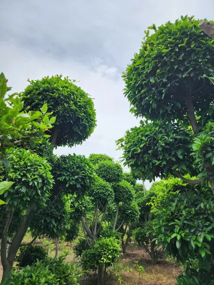 Looking up at the canopies of our Ficus Retusa topiaries. They provide excellent structure and a premium feel to any garden design.