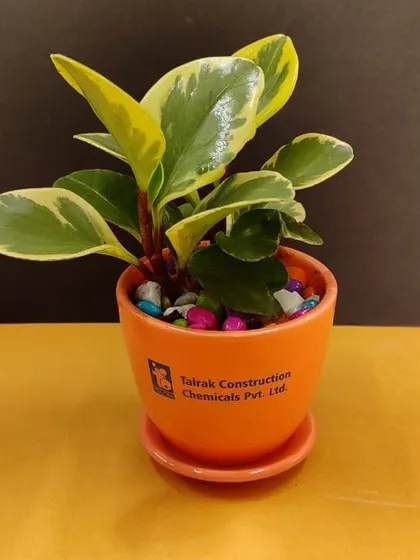 A variegated Peperomia in a bright orange branded pot. The colorful pebbles complete the look of this cheerful desk plant.