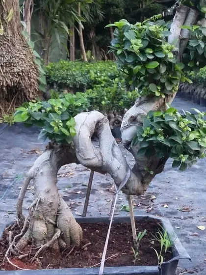 Beyond standard nursery plants, I also source unique, high-value items like this imported Chinese Ficus bonsai. These are perfect for creating a focal point in a premium landscape or garden design.