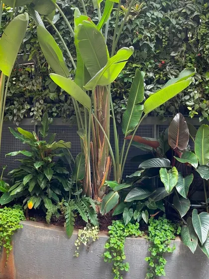 A detailed shot of a mixed planter at the base of a green wall, featuring tall Bird of Paradise and cascading ground cover. This shows how we combine different forms to create a complete look.