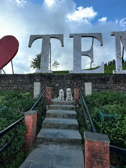 A series of photos from the beautiful Temi Tea Garden in Sikkim. Traveling with dogs often means you get to explore stunning, off-the-beaten-path locations.
