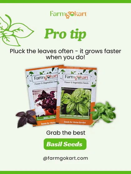 Here's a pro tip for growing basil: pluck the leaves often! The more you harvest, the faster and bushier the plant will grow. Grab my basil seeds to get started.