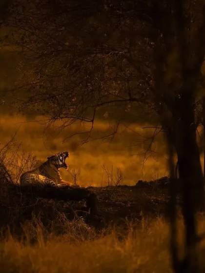 A tiger yawning under a tree in the warm, golden light of the evening. This shot, framed by the dark trees, gives a sense of scale and the vastness of the animal's habitat in Ranthambhore.