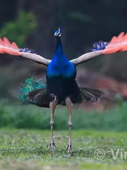 Many people may not know that the peacock was declared our National Bird on January 31, 1963. It was chosen for its presence across the country and its deep connection to our culture. This bird is truly embedded in the heart of India.