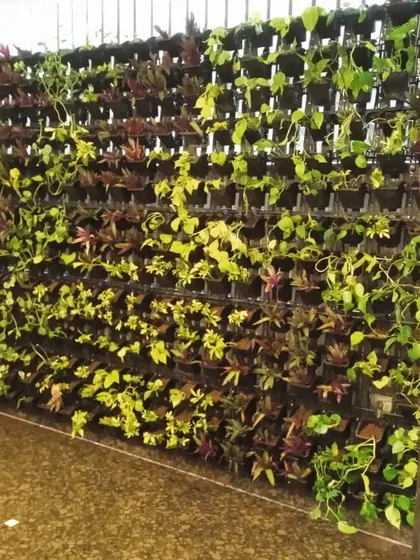 A newly installed vertical garden with a mix of young plants. This shows the initial stage of a living wall, which will grow to become a dense wall of greenery.