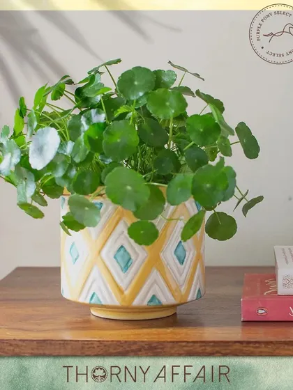 This beautiful ceramic planter features a hand-carved geometric pattern with yellow and blue details. It's a cheerful and artistic home for this lovely pennywort plant.