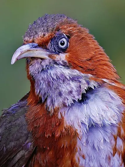 A close-up of a Rusty-cheeked Scimitar Babbler with ruffled, wet-looking feathers. The shot captures a raw, wild look, emphasizing its unique beak and pale eye.