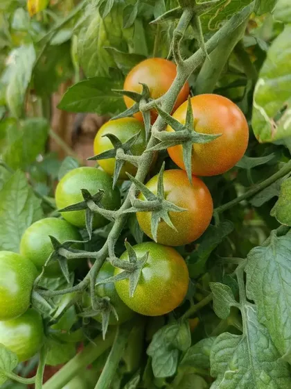 A cluster of cherry tomatoes at various stages of ripening, from green to orange-red. This is a common sight in our continuously producing kitchen garden.