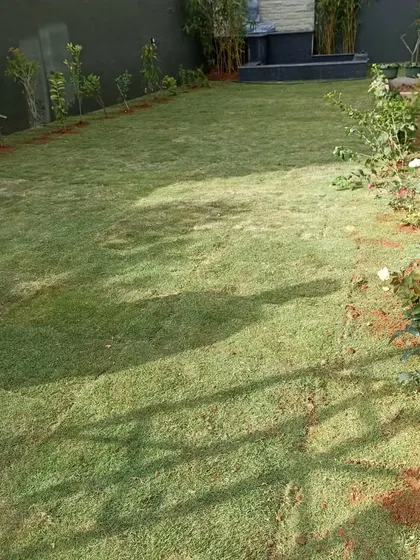 A view along the side of the property, showing the newly planted rose bushes and other shrubs that will mature to create a dense, green border.